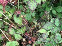 Summer Vacation 2018-131  Ron promised that black berries are weeds on the side of the road - and they are but they were not ripe!